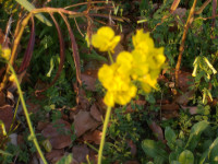 IMGP0657