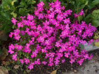 IMGP0656