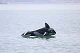 IMG_0561