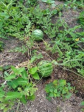 260729082029890